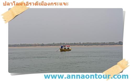 นักท่องเที่ยวล่องเรือไปชมฝูงปลาโลมาอิรวดีในแม่น้ำโขง