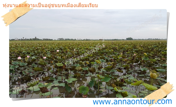 ทุ่งบัวขนาดใหญ่เมืองเสียมเรียบ