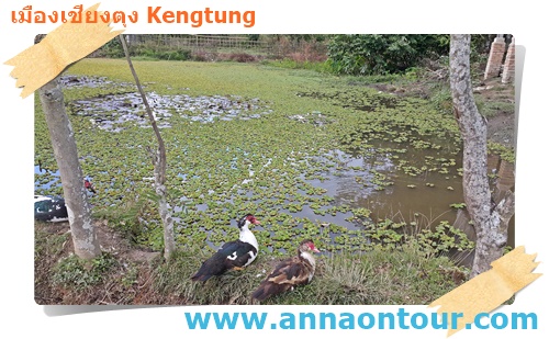 ชนบทในเมืองเชียงตุงตามหมู่บ้านที่มีบ่อเลี้ยงปลา