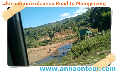 บางช่วงเป็นธารน้ำเห็นเหล่าฝูงควายลงเล่นน้ำ