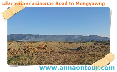 วิวภูเขาและฝูงวัวตามเส้นทางไปเมืองยอง