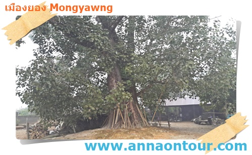 ต้นโพธิ์ใหญ่ที่ปลูกอยู่หน้าบ้านและจะมีคนเอาไม้มาค้ำไว้