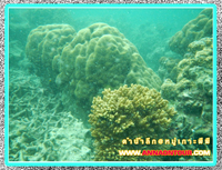 ปะการังใต้ทะเล